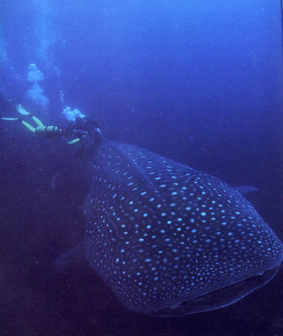Wild Dives